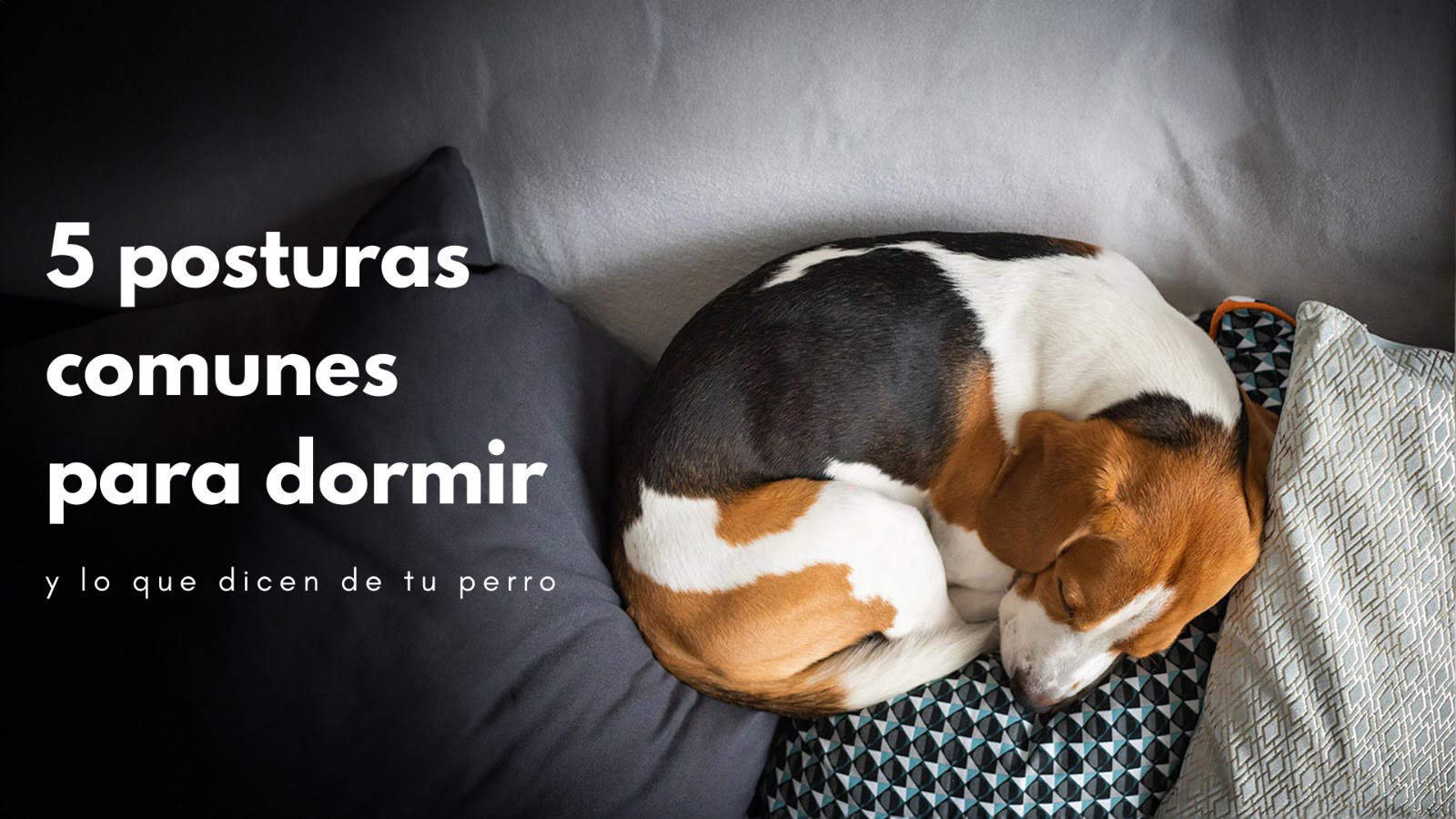 5 Posturas Comunes Para Dormir Y Lo Que Dicen De Tu Perro Tuttimascotte