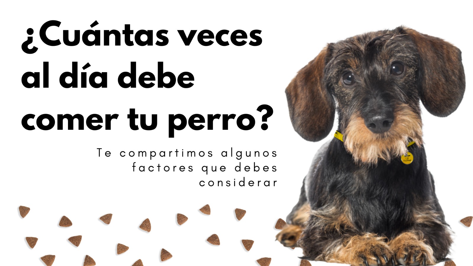 Qué Debes Darle De Comer A Tu Perro Todos Los Días